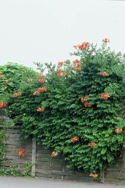 Campsis × tagliabueana 'Madame Galen' Storblommig trumpetranka i kruka Campsis × tagliabueana 'Madame Galen'