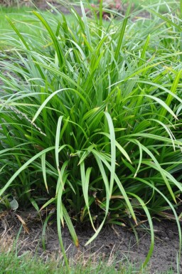 Carex foliosissima 'Irish Green' Starrar i kruka Carex foliosissima 'Irish Green'