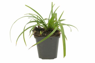 Carex foliosissima 'Irish Green' Starrar i kruka Carex foliosissima 'Irish Green'