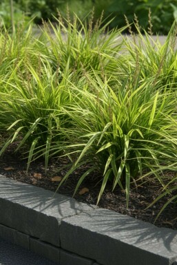 Carex morrowii Japansk starr i kruka Carex morrowii
