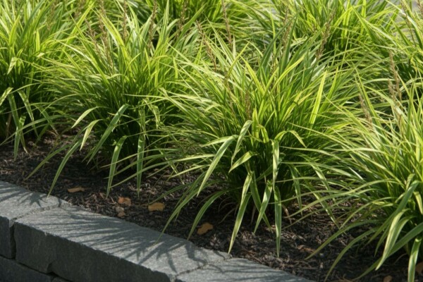 Carex morrowii