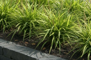 Carex morrowii Japansk starr i kruka Carex morrowii