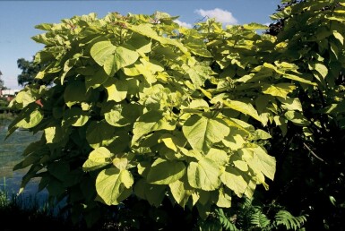 Catalpa bignonioides 'Aurea' Golden indian bean tree i kruka Catalpa bignonioides 'Aurea' buske