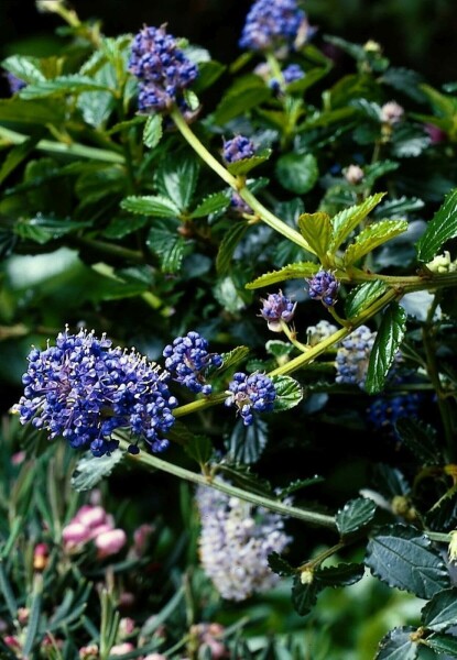 Ceanothus thyrsiflorus 'Repens' C2 25-30