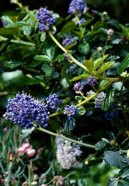 Ceanothus thyrsiflorus 'Repens' Krypsäckbuske i kruka Ceanothus thyrsiflorus 'Repens' buske