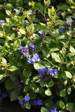 Ceratostigma plumbaginoides Blåblomma i kruka Ceratostigma plumbaginoides