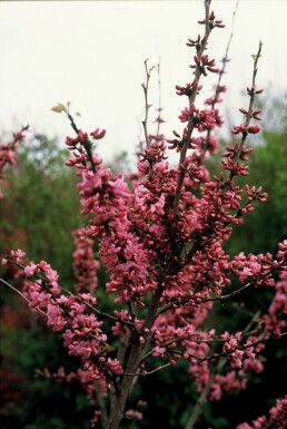 Cercis chinensis 'Avondale' Chinese redbud i kruka Cercis chinensis 'Avondale' buske