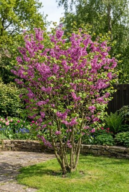 Cercis chinensis 'Avondale' buske 150-175 cm
