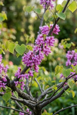 Cercis chinensis 'Avondale' buske 150-175 cm