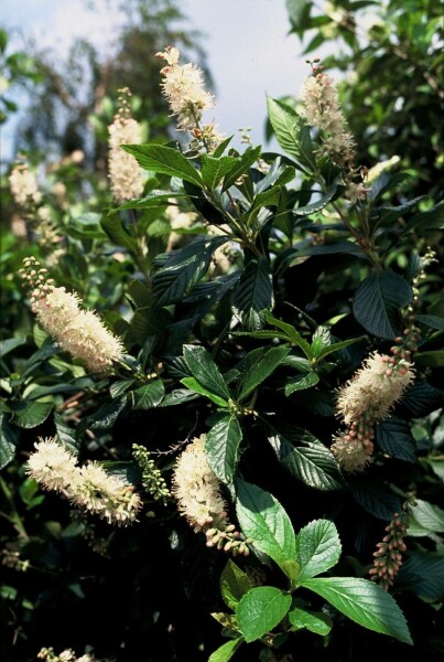 Clethra alnifolia 'Pink Spire' C2 40-50