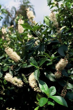 Clethra alnifolia 'Pink Spire' C2 40-50