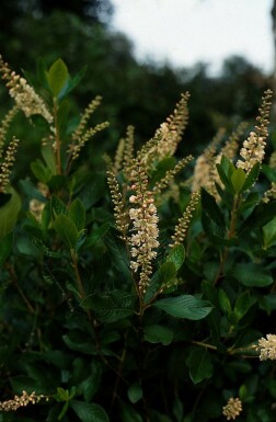 Clethra alnifolia 'Pink Spire' C2 40-50