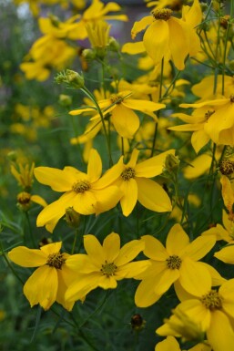 Coreopsis verticillata 'Zagreb' Höstöga i kruka Coreopsis verticillata 'Zagreb'