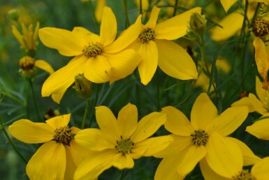 Coreopsis verticillata 'Zagreb' Höstöga i kruka Coreopsis verticillata 'Zagreb'