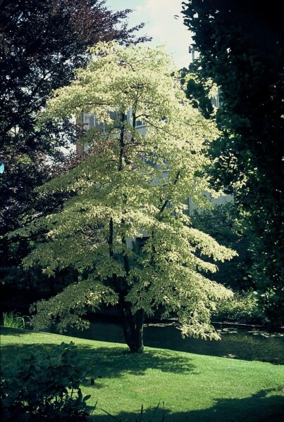 Cornus controversa 'Variegata' C7,5 60-80