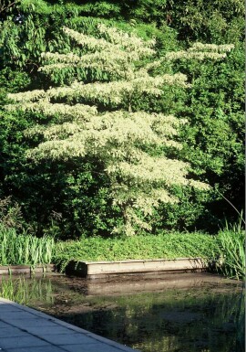 Cornus controversa 'Variegata' C7,5 60-80