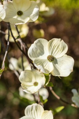 Cornus florida Flowering dogwood i kruka Cornus florida buske