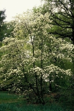 Cornus kousa C12 125-150