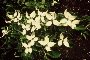 Cornus kousa C12 125-150