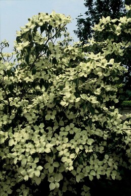 Cornus kousa 'China Girl' Kousa dogwood i kruka Cornus kousa 'China Girl' buske