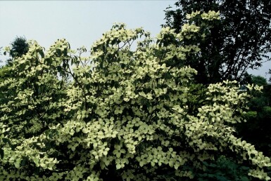 Cornus kousa 'China Girl' Kousa dogwood i kruka Cornus kousa 'China Girl' buske