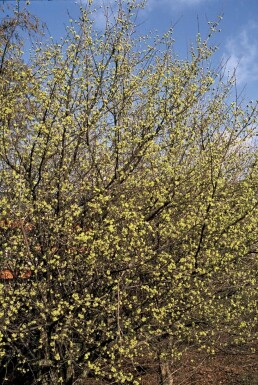 Cornus mas C7,5 80-100