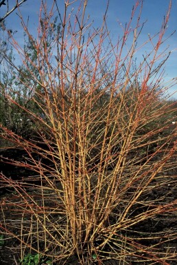 Cornus sanguinea 'Midwinter Fire' Skogskornell i kruka Cornus sanguinea 'Midwinter Fire' buske