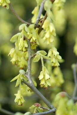Corylopsis spicata Skenhassel i kruka Corylopsis spicata buske