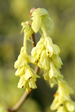 Corylopsis spicata Skenhassel i kruka Corylopsis spicata buske