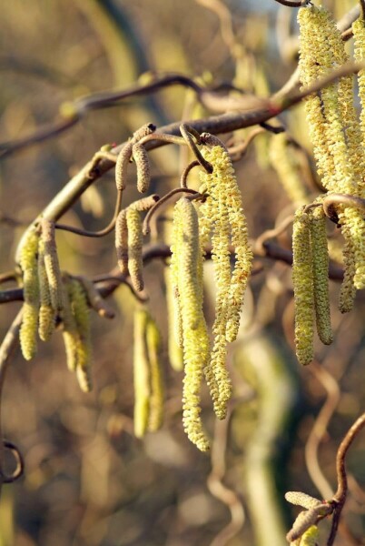 Corylus avellana 'Contorta' C7,5 100-125