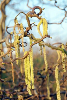 Corylus avellana 'Contorta' C7,5 100-125