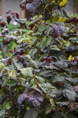Corylus avellana 'Red Majestic' Hassel i kruka Corylus avellana 'Red Majestic' buske