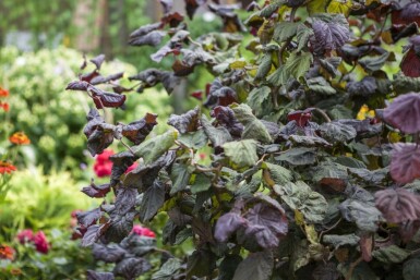 Corylus avellana 'Red Majestic' Hassel i kruka Corylus avellana 'Red Majestic' buske