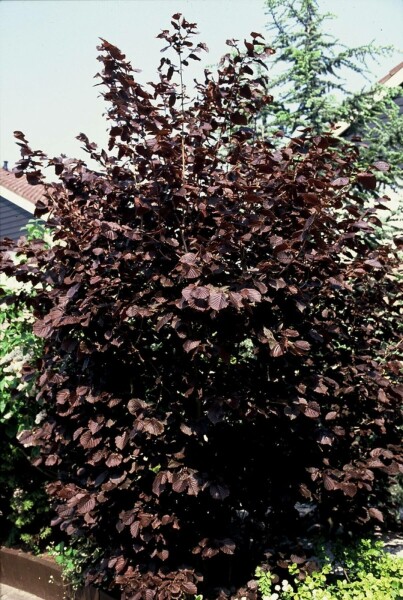Corylus maxima 'Purpurea' C12 125-150