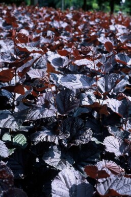 Corylus maxima 'Purpurea' C12 125-150