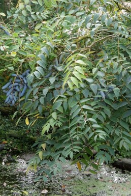 Decaisnea fargesii Narrbuske i kruka Decaisnea fargesii