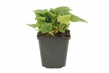 Digitalis purpurea Fingerborgsblomma i kruka Digitalis purpurea