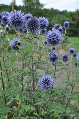 Echinops bannaticus 'Blue Glow' Blå bolltistel i kruka Echinops bannaticus 'Blue Glow'