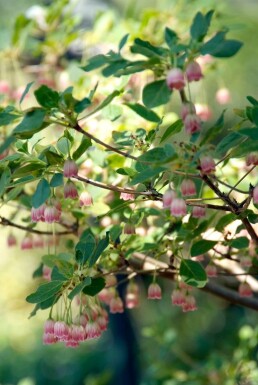 Enkianthus campanulatus Klockbuske i kruka Enkianthus campanulatus buske