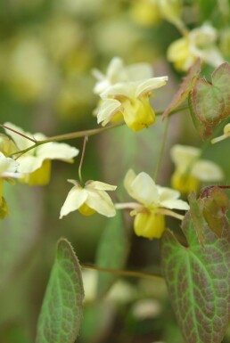 Epimedium × perralchicum 'Frohnleiten' Sockblommor i kruka Epimedium × perralchicum 'Frohnleiten'