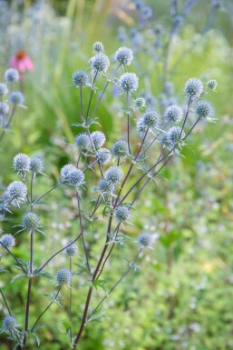 Eryngium planum 'Blauer Zwerg' Rysk martorn i kruka Eryngium planum 'Blauer Zwerg'