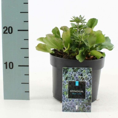Eryngium planum 'Blauer Zwerg' Rysk martorn i kruka Eryngium planum 'Blauer Zwerg'