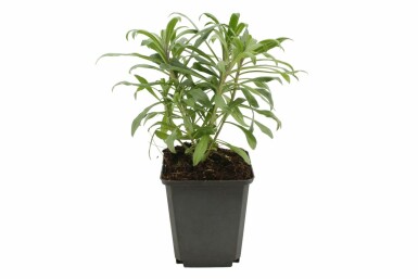 Erysimum 'Bowles Mauve' Kårlar i kruka Erysimum 'Bowles Mauve'