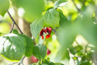 Euonymus europaeus 'Red Cascade' C10 60-80