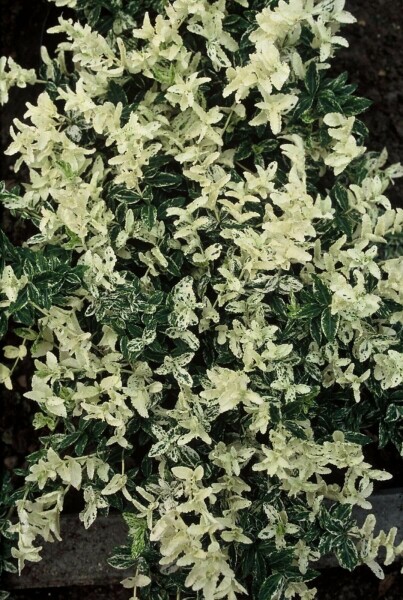Euonymus fortunei 'Harlequin' C5 30-35