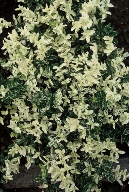 Euonymus fortunei 'Harlequin' Klätterbenved i kruka Euonymus fortunei 'Harlequin' buske