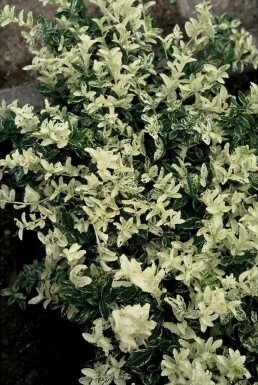 Euonymus fortunei 'Harlequin' C5 30-35