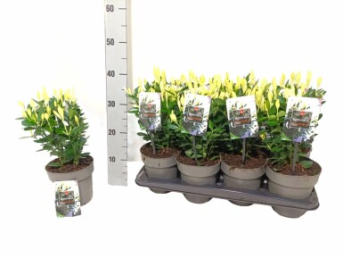 Euonymus japonicus 'Extravaganza' Japansk benved i kruka Euonymus japonicus 'Extravaganza' buske