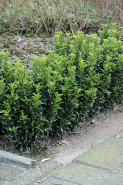 Euonymus japonicus 'Green Spire' C10 40-50