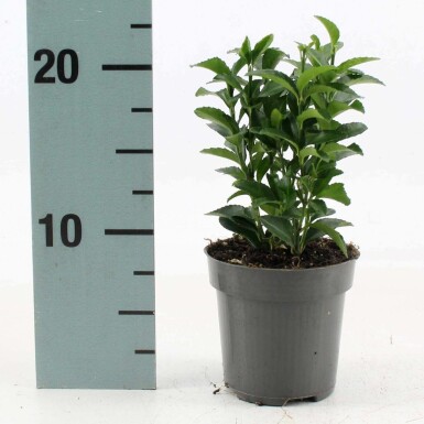 Euonymus japonicus 'Green Spire' C10 40-50